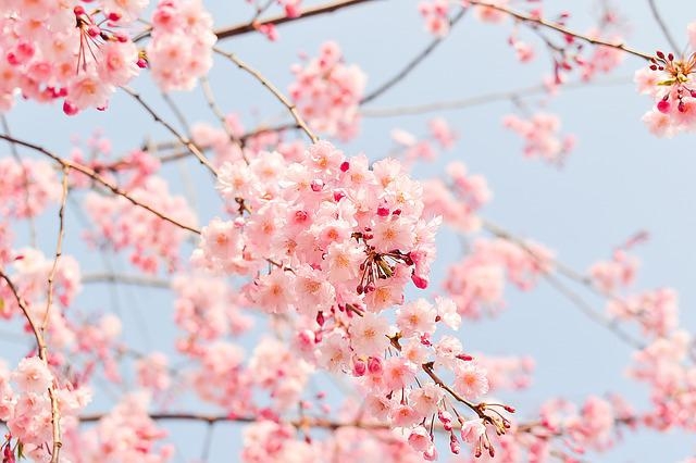 ４月の桜