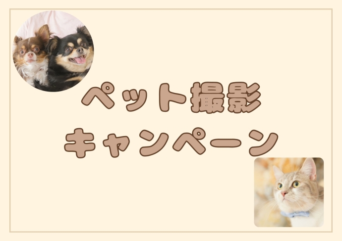 ڥå